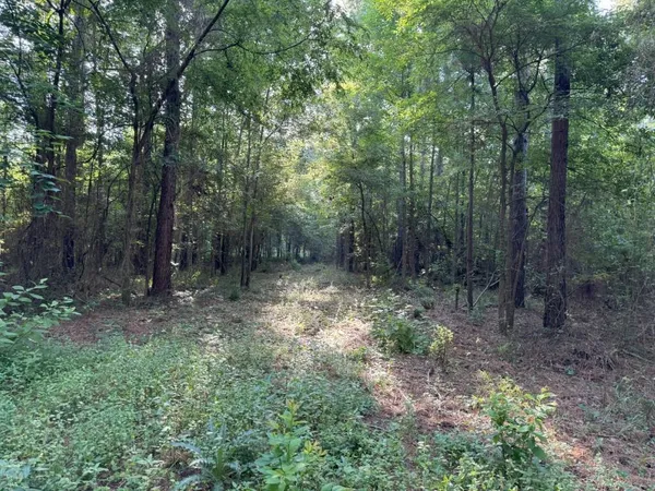 a view of a forest filled with trees
