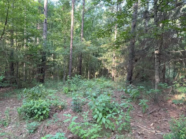 a view of a forest that has large trees