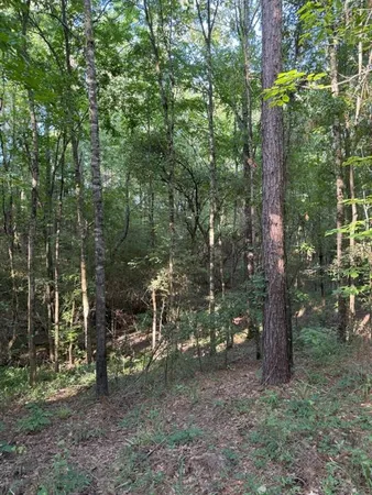 a view of a lush green forest