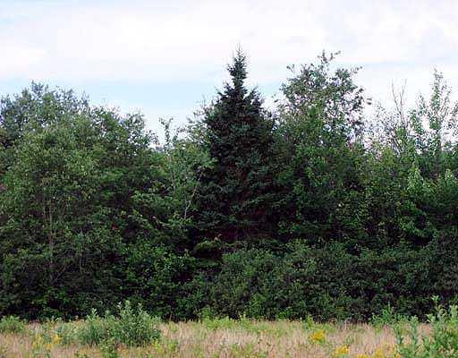 Lot 51 Front Ridge Road Houlton, ME 04730 - Photo 14 of 14 Land.