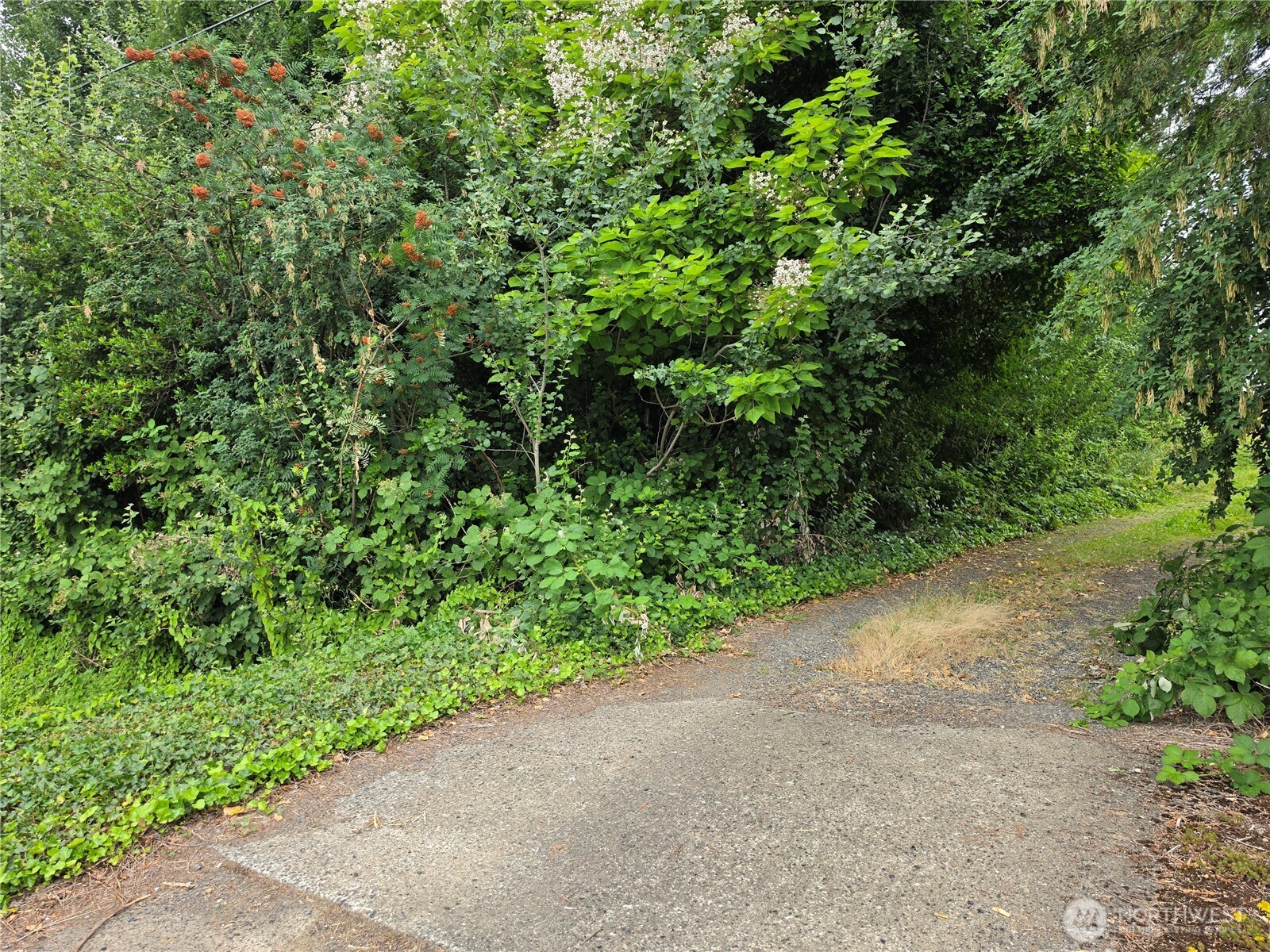 0 Benson Road Lynden, WA 98264 - Photo 4 of 4 Gallery Image 4