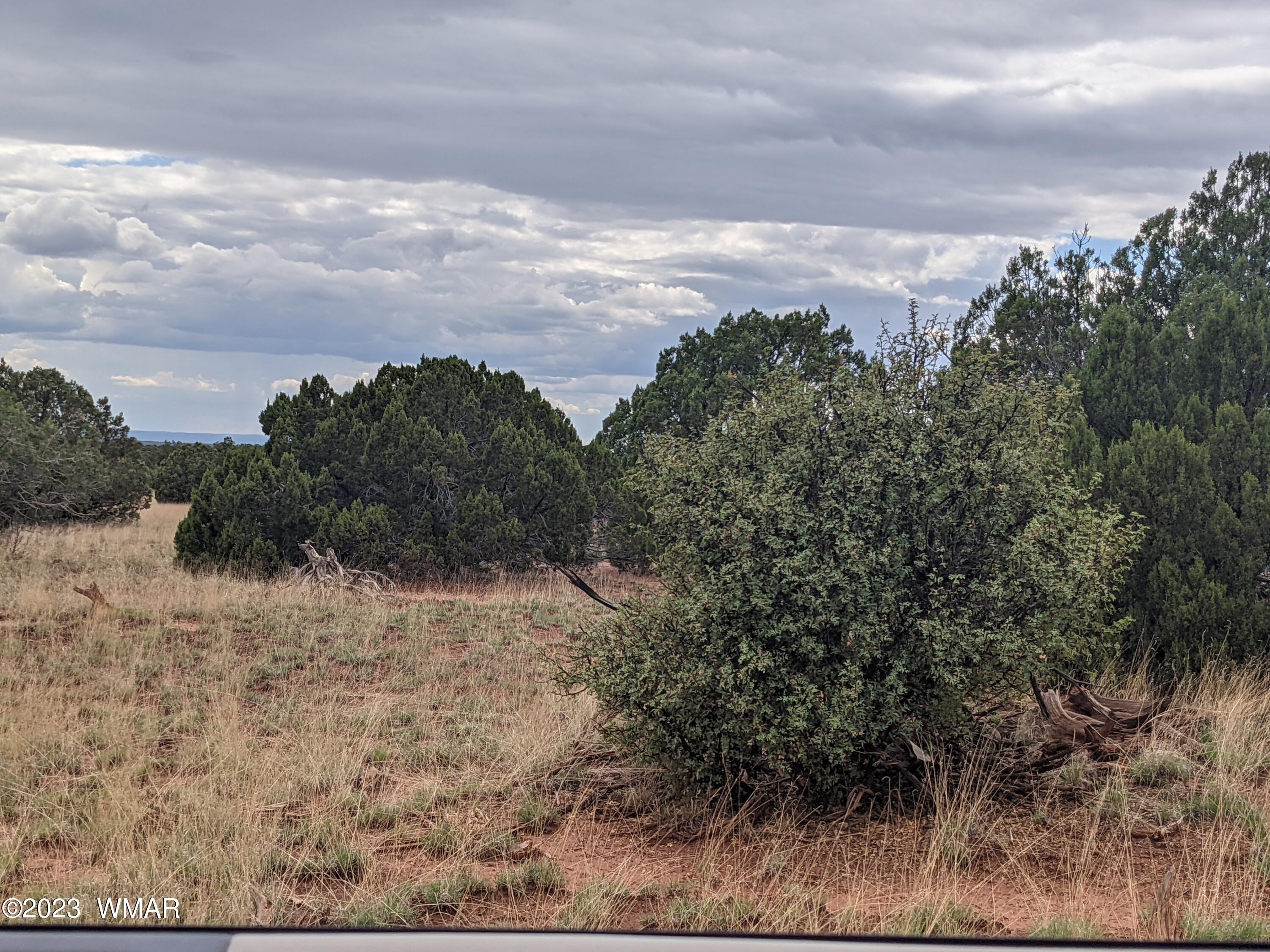 141 & 142 Show Low Pines Show Low, AZ 85901 - Photo 1 of 3 a view of a dry yard