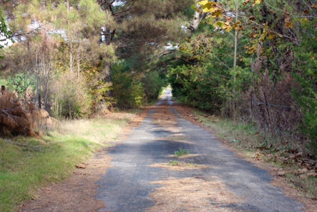 1440 Unity Church Road Ramer, TN 38367 - Photo 3 of 7 a view of a yard with plants and trees