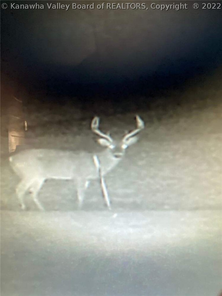 8297 Charleston Road Walton, WV 25286 - Photo 12 of 47 Plenty of Big Bucks roam this Farm