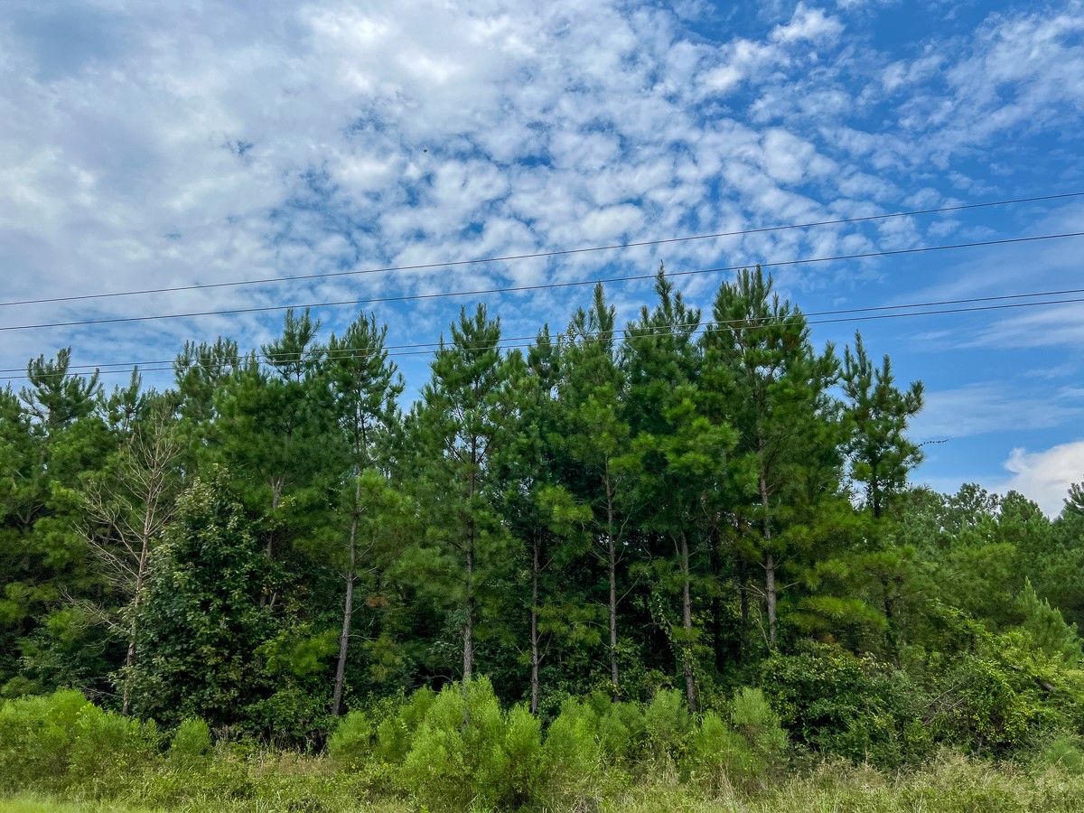 34 Highway 94 Road Trinity, TX 75862 - Photo 4 of 9 a backyard of a building with lots of green space and trees
