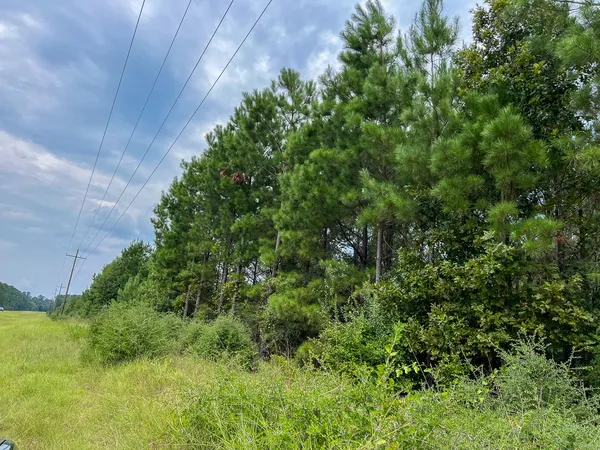 a view of a lush green forest