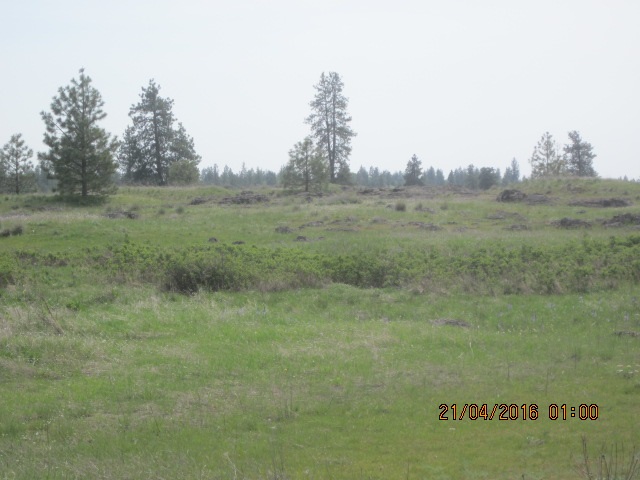 19706 South Harrison Road Edwall, WA 99008 - Photo 7 of 9