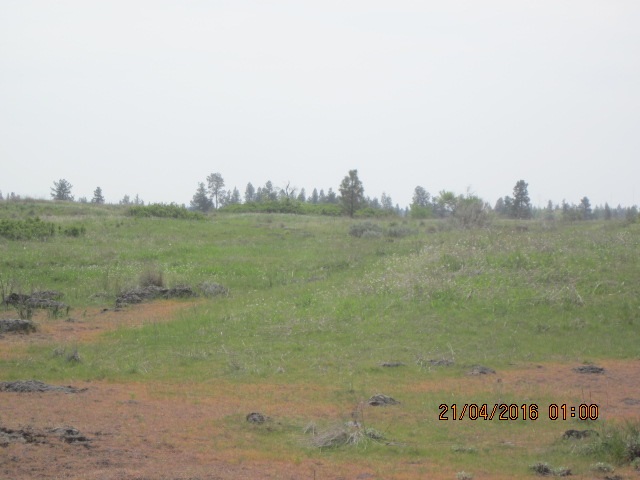 19706 South Harrison Road Edwall, WA 99008 - Photo 9 of 9