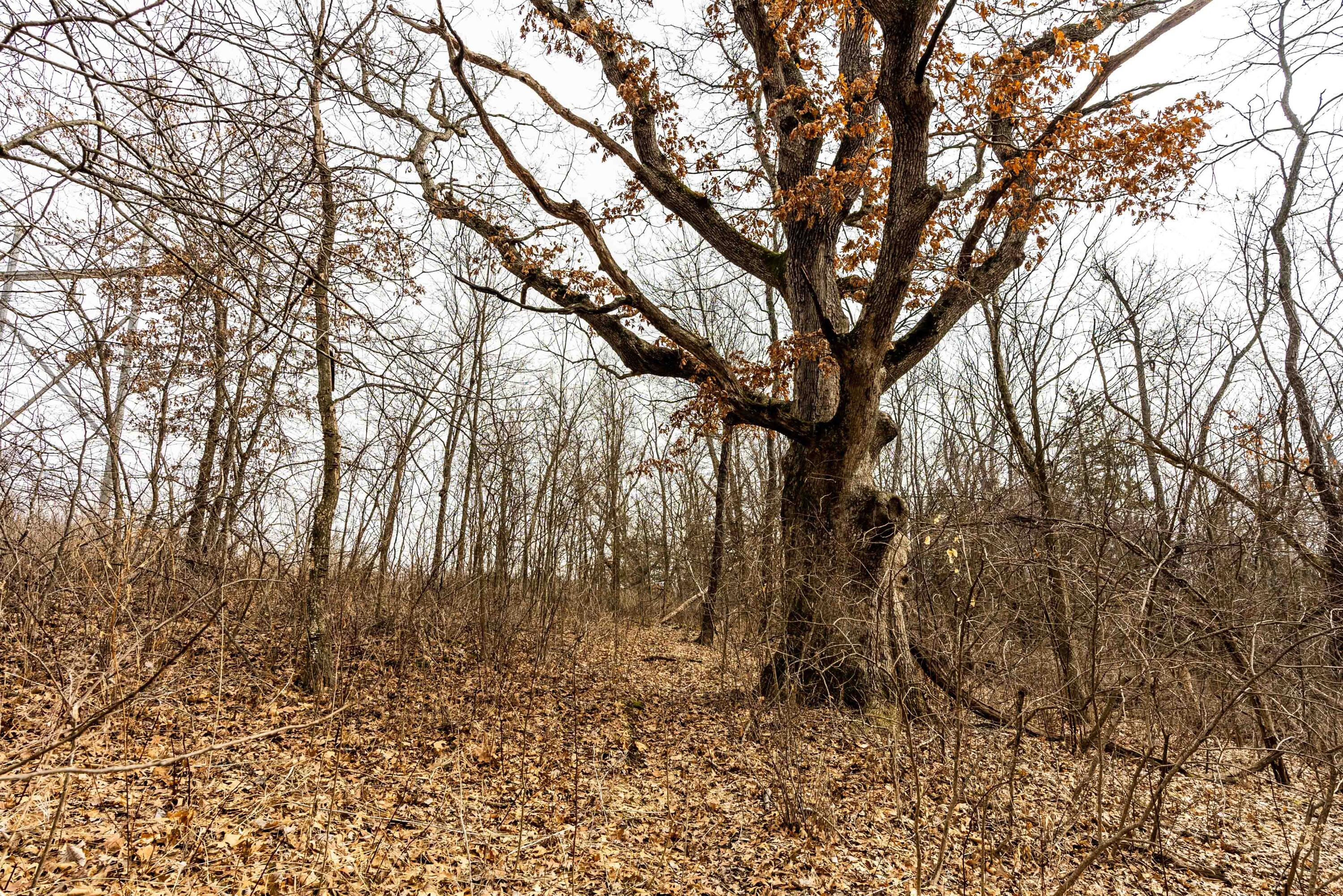 Lt1 St Charles Road Cassville, WI 53806 - Photo 12 of 15 Grant-County-WI-19-Acres-Land-For-Sale-1