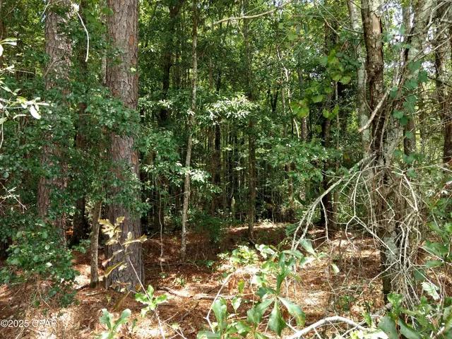 $45,000 | Lot 29 Beech Drive, Westville, FL 32464