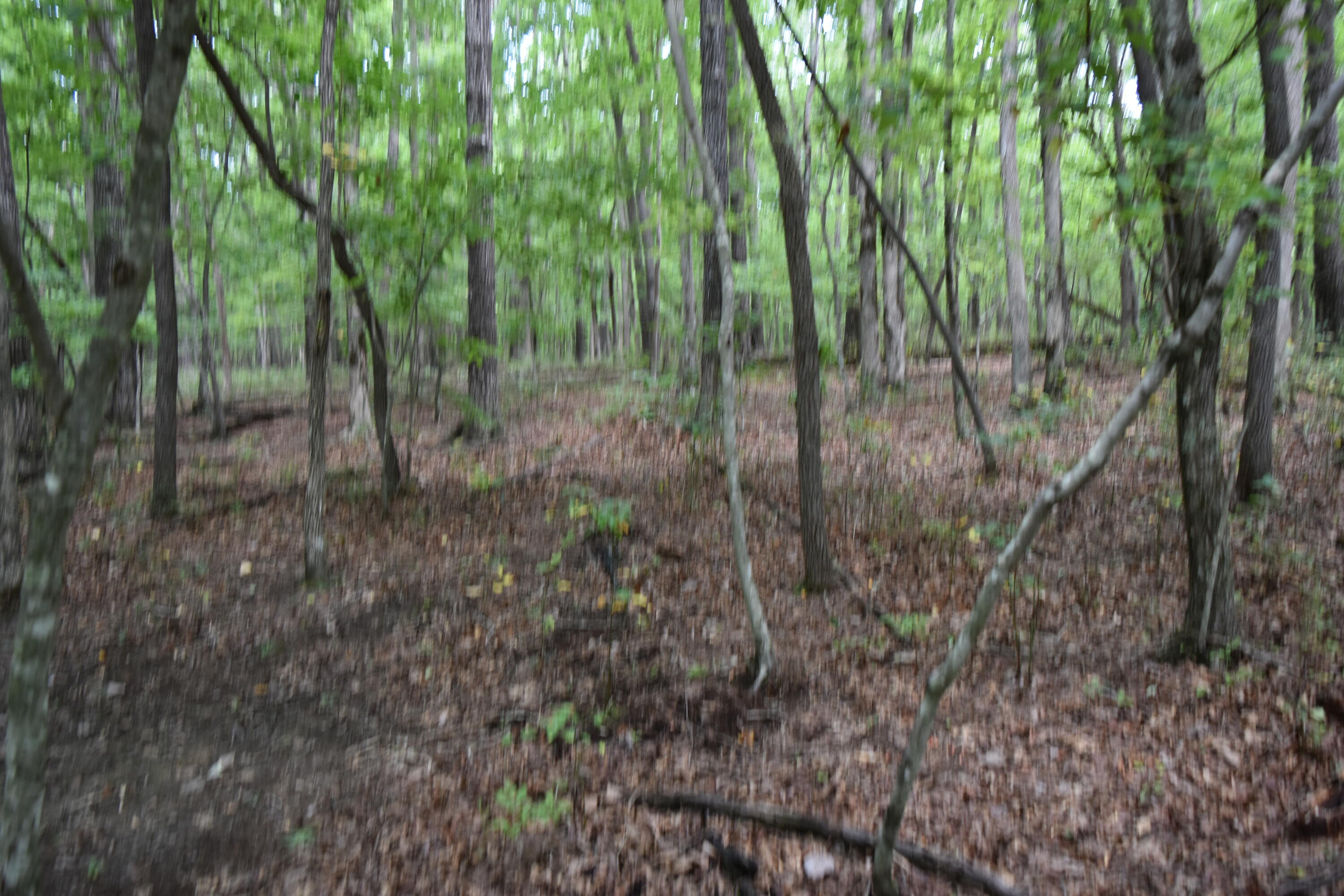0 Deepwoods Road, Unit LOT 8 COOLEYS RIFT Sewanee, TN 37375 - Photo 23 of 23 DSC_0104