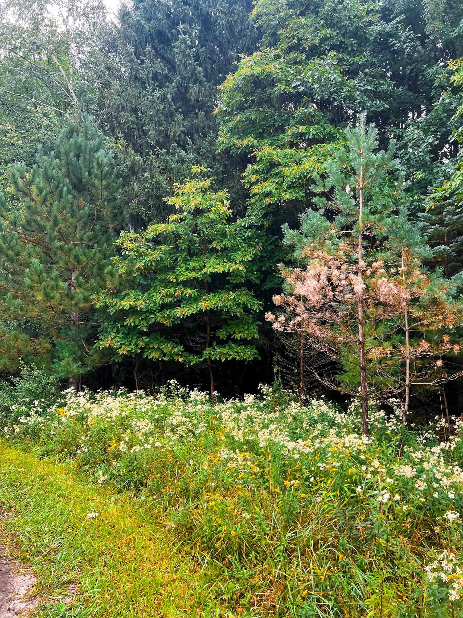 V/l Marion Road Chesaning, MI 48616 - Photo 8 of 16