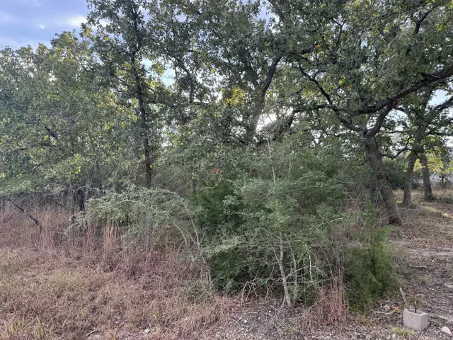 a view of a forest with trees in the background