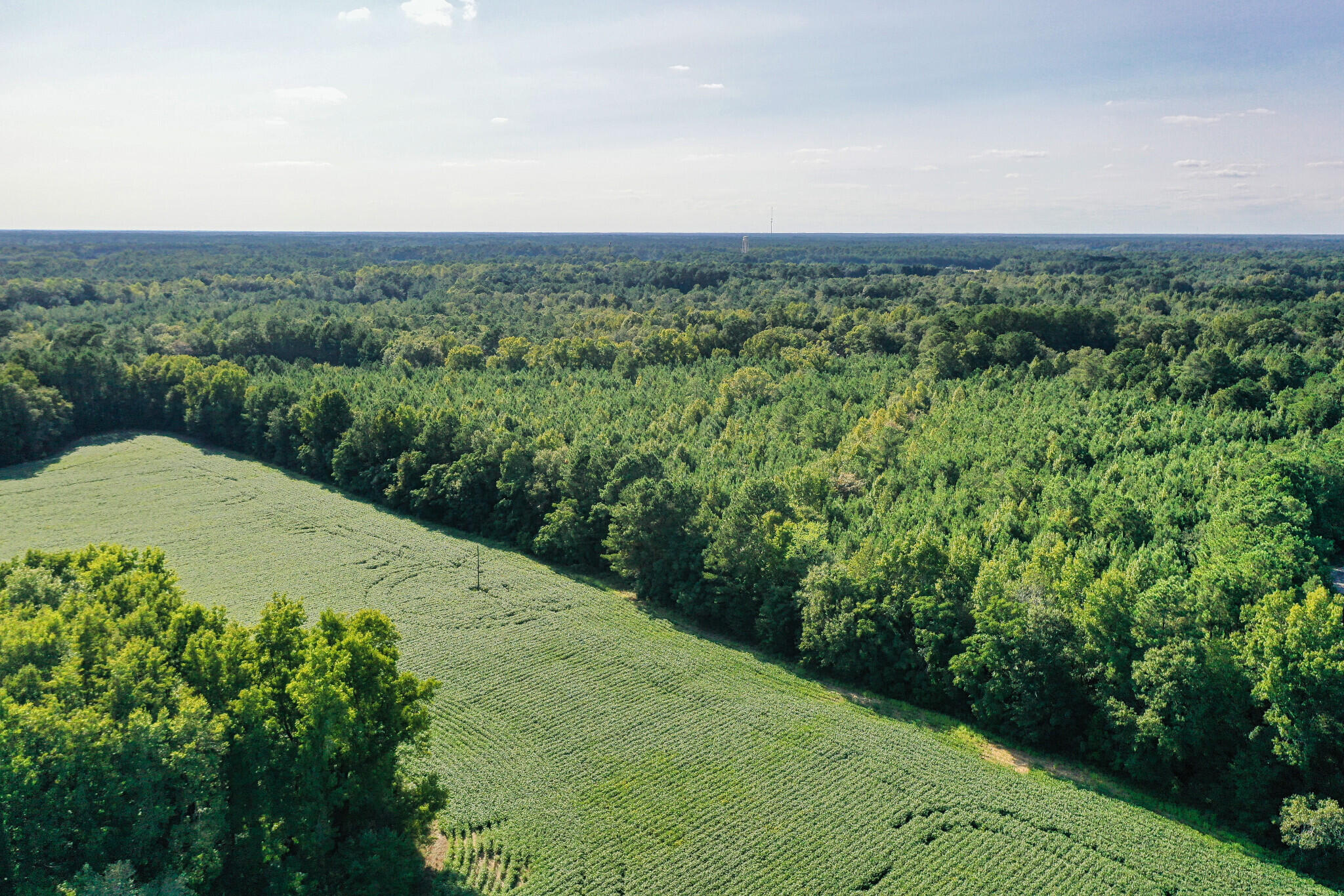 0 George Harvin Road Manning, SC 29102 - Photo 5 of 6 5) 24411-63349bc768385