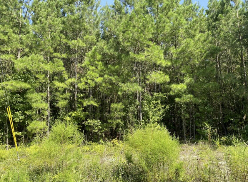 0 George Harvin Road Manning, SC 29102 - Photo 6 of 6 6) 24411-63349e98db739