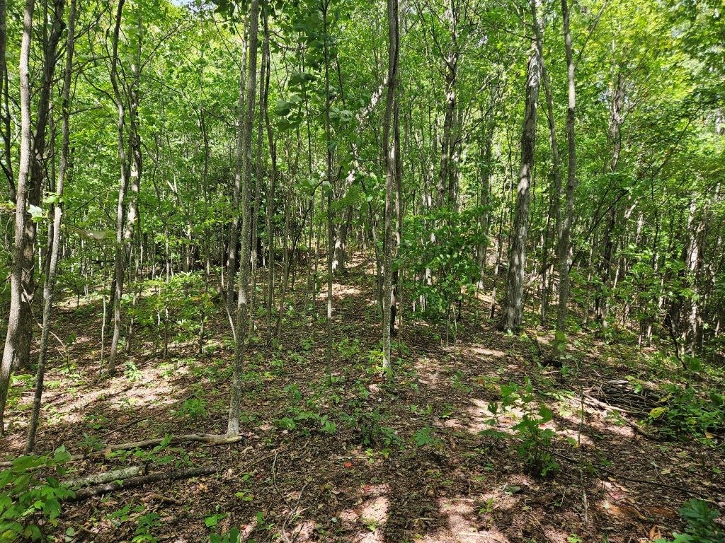 13.51-ac Cartwright Road Rowe, VA 24646 - Photo 13 of 25 Gallery Image 13