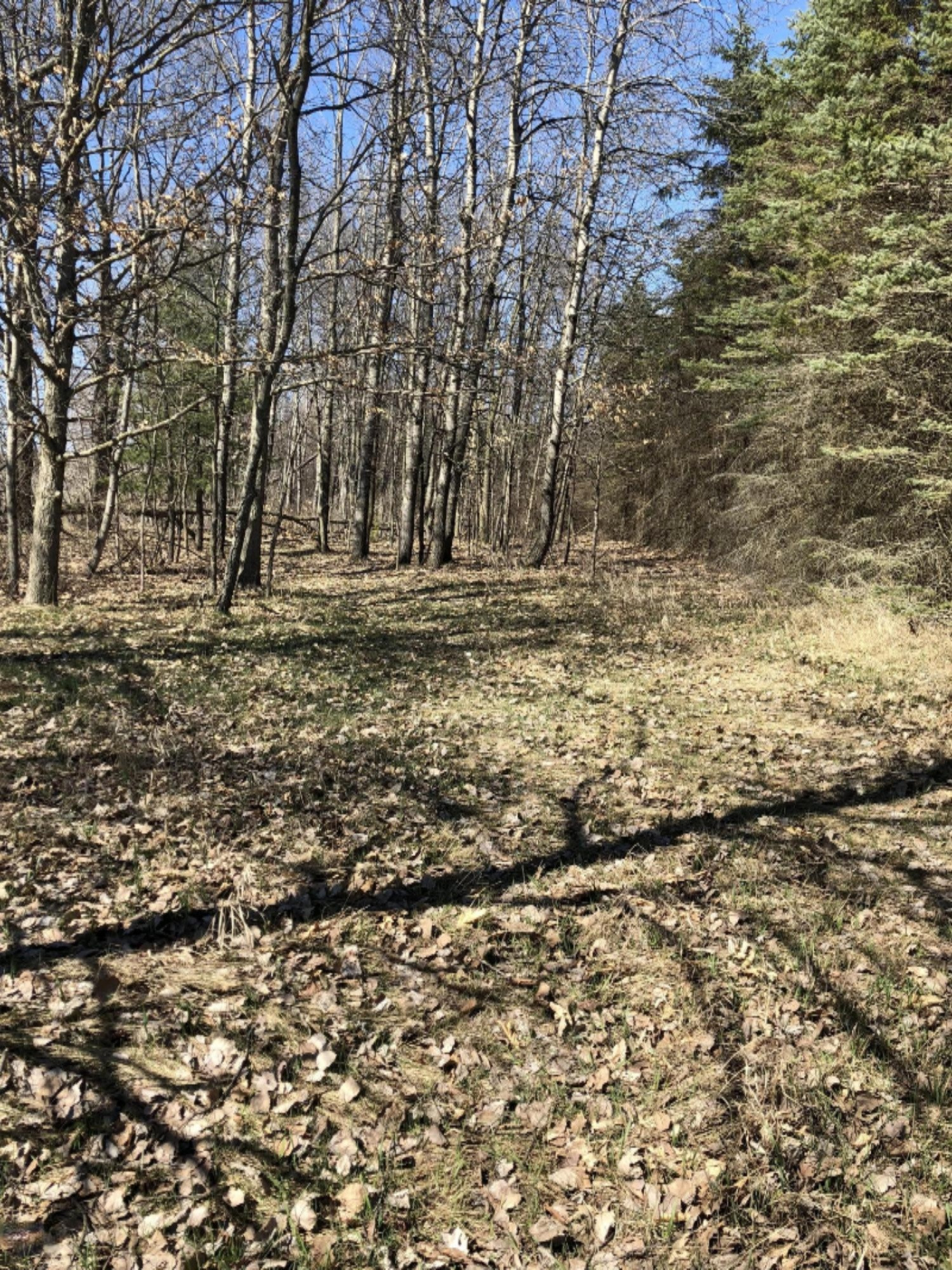 0 West Briggs Road Stanton, MI 48888 - Photo 16 of 35 IMG_0338