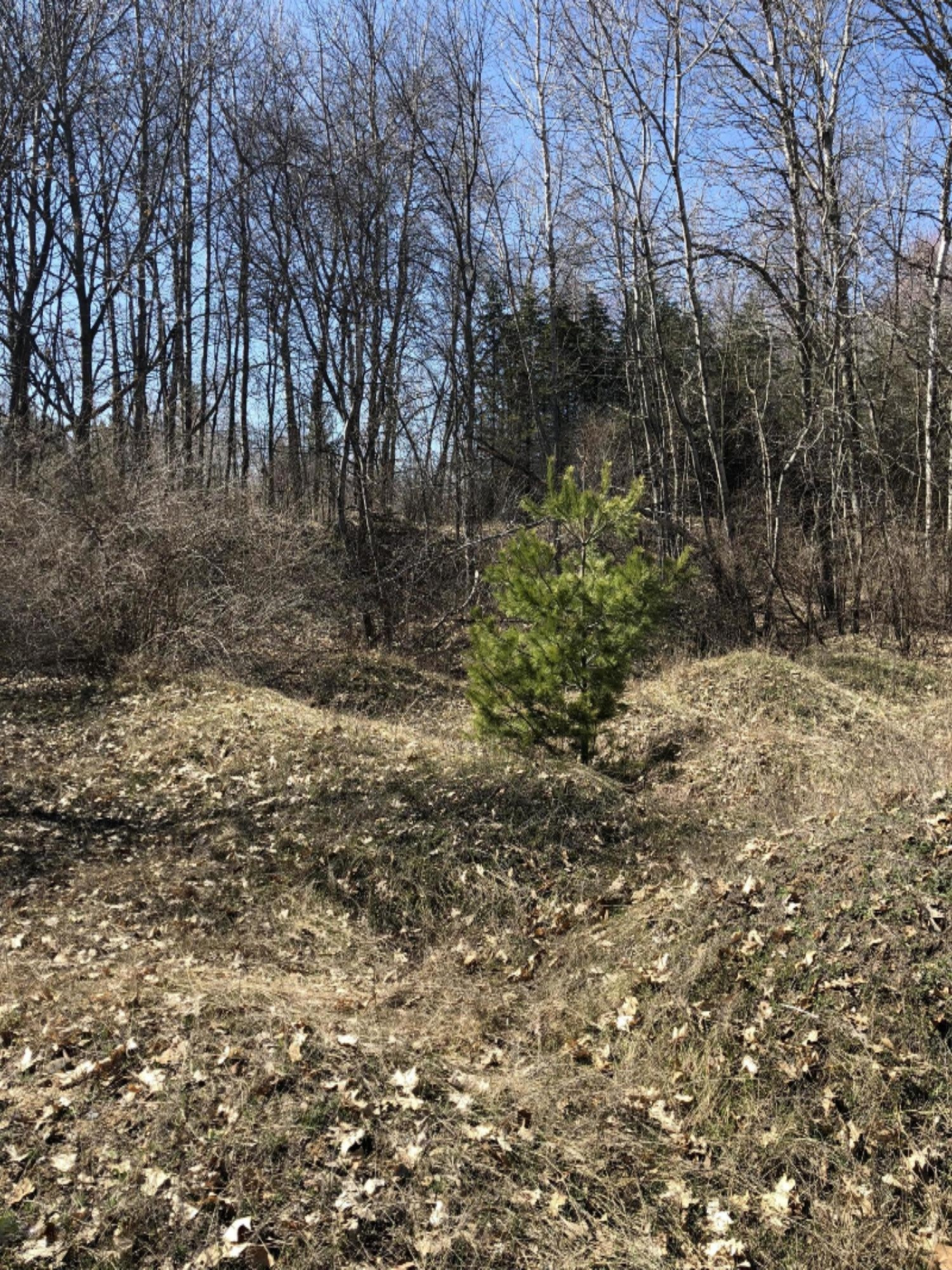 0 West Briggs Road Stanton, MI 48888 - Photo 22 of 35 IMG_0344