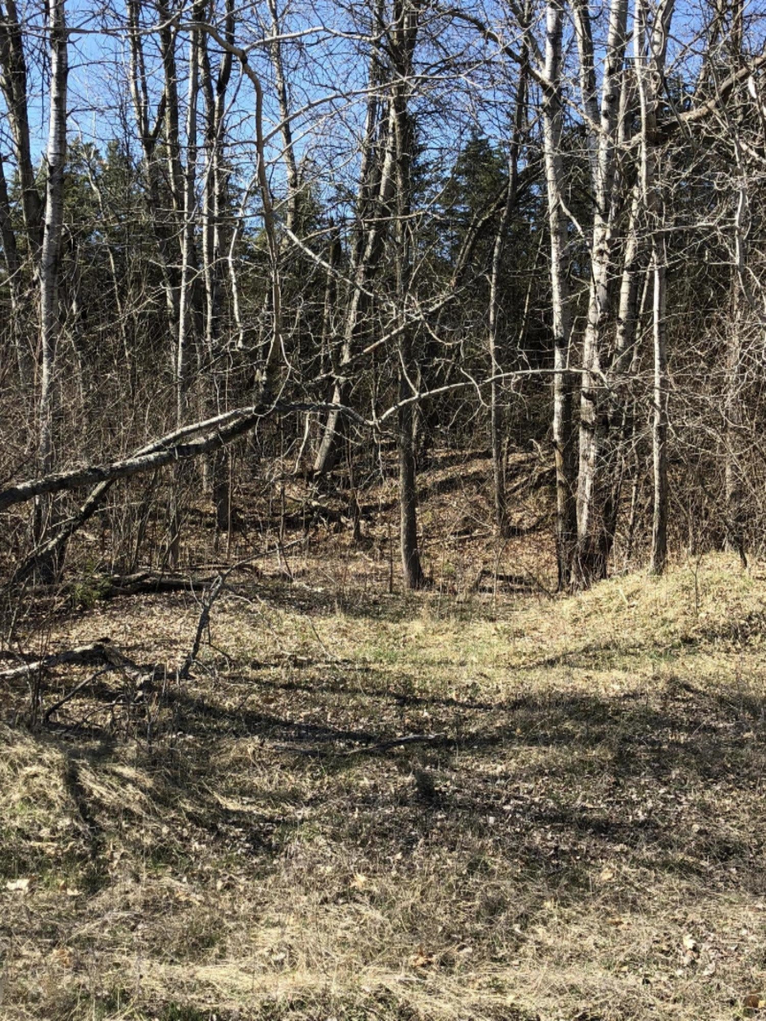 0 West Briggs Road Stanton, MI 48888 - Photo 24 of 35 IMG_0346