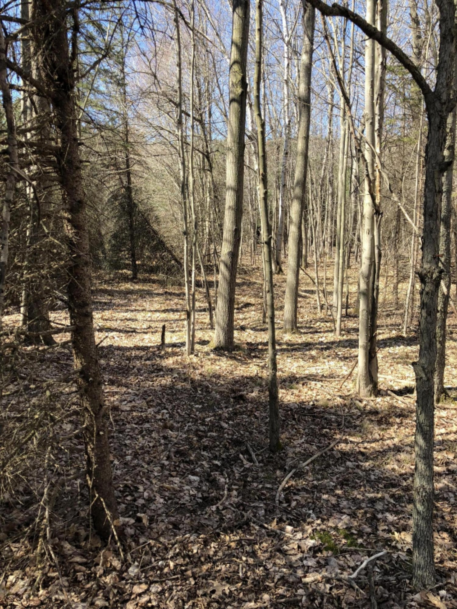 0 West Briggs Road Stanton, MI 48888 - Photo 27 of 35 IMG_0349