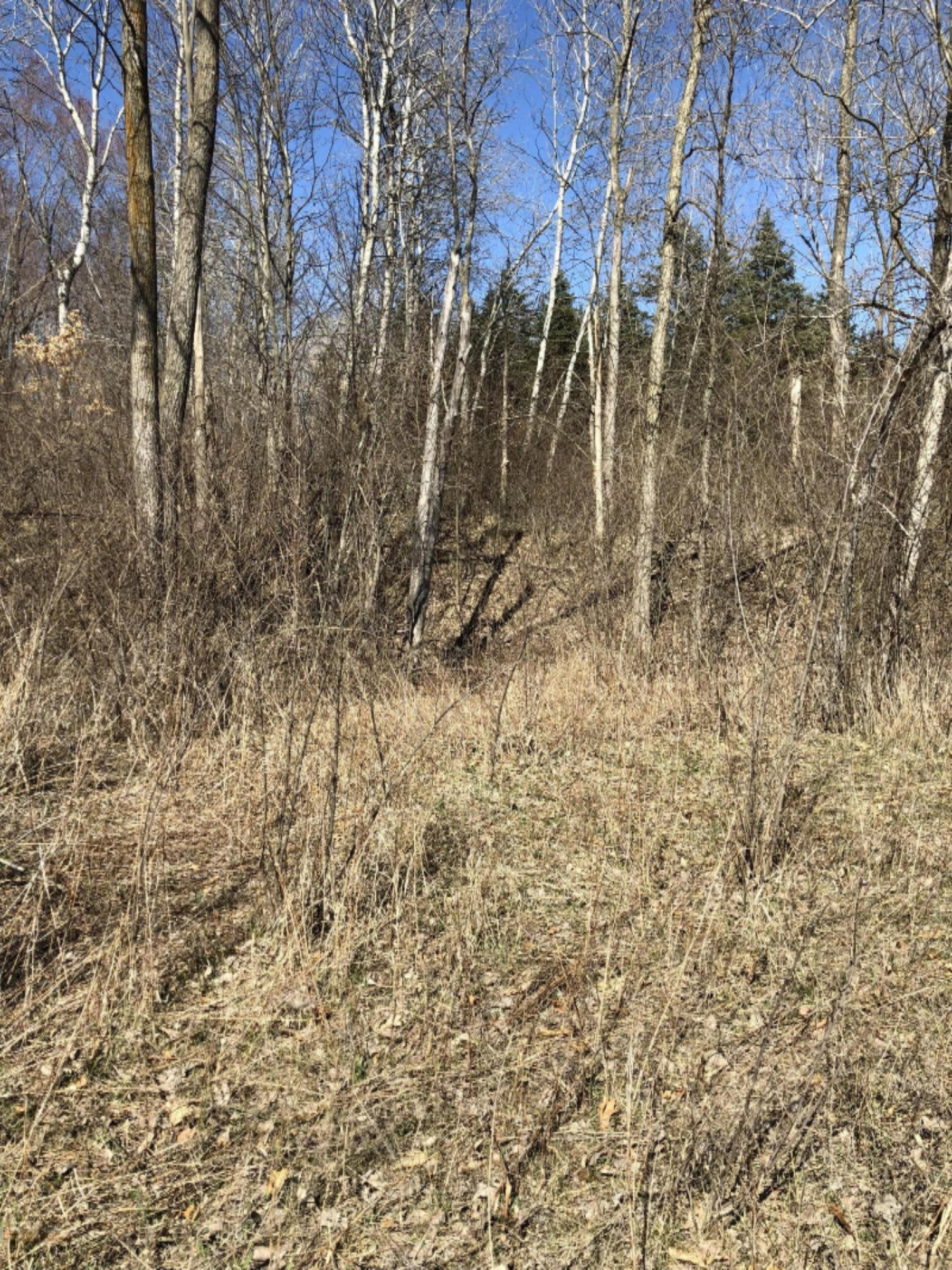 0 West Briggs Road Stanton, MI 48888 - Photo 31 of 35 IMG_0353