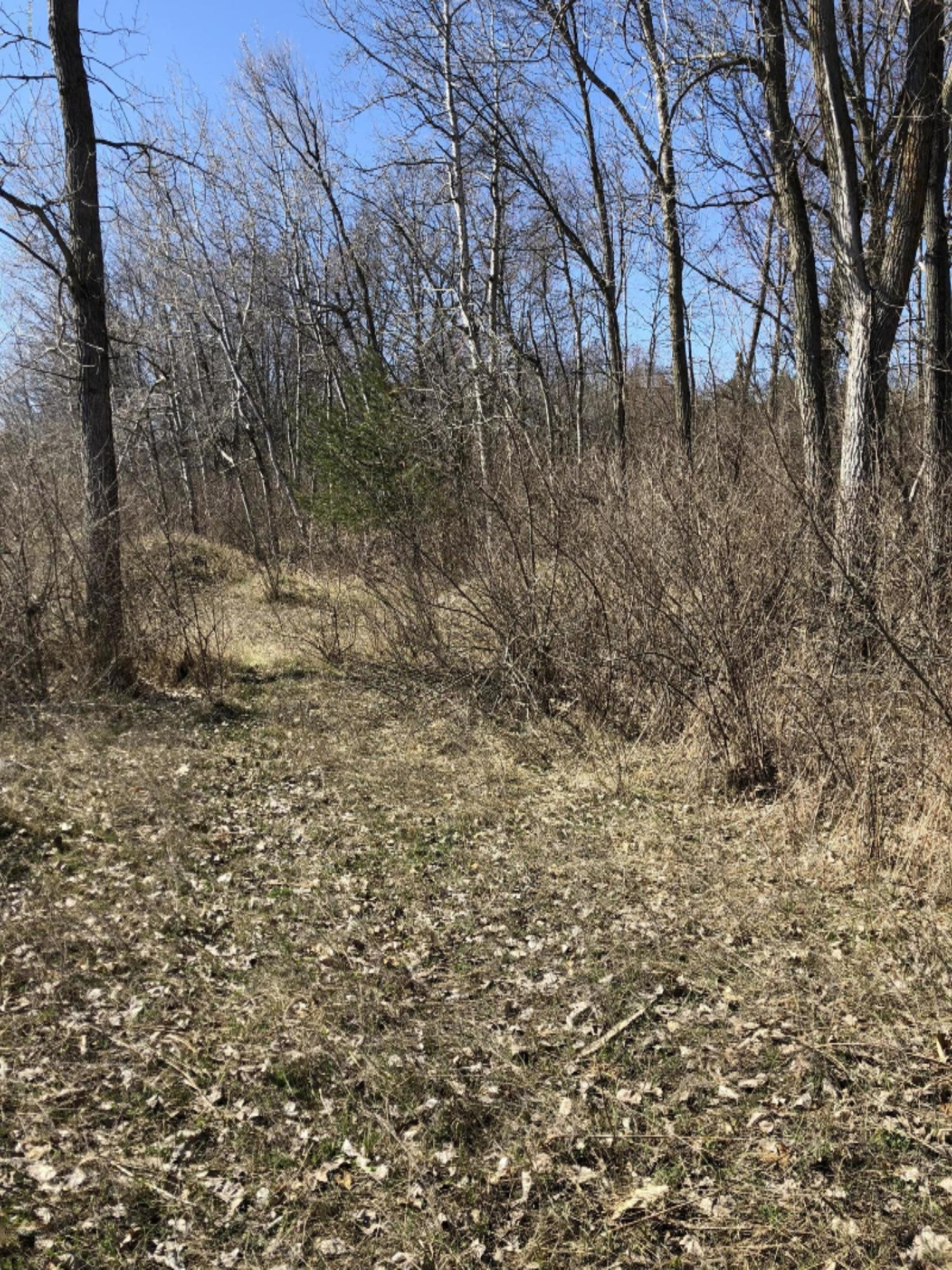 0 West Briggs Road Stanton, MI 48888 - Photo 32 of 35 IMG_0354