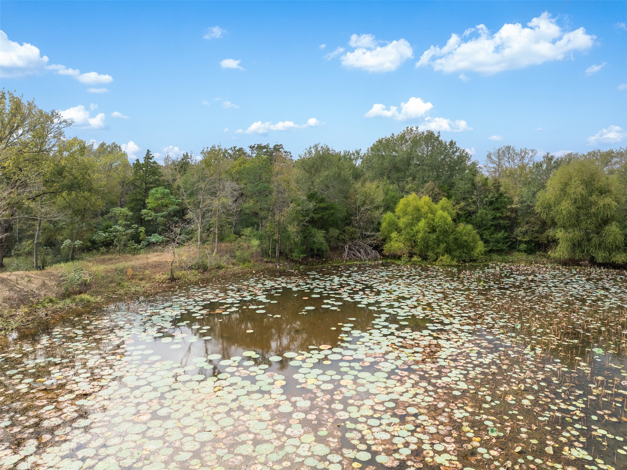 0 Pond Road Franklin, TX 77856 - Photo 4 of 17 a view of a yard with trees in the background