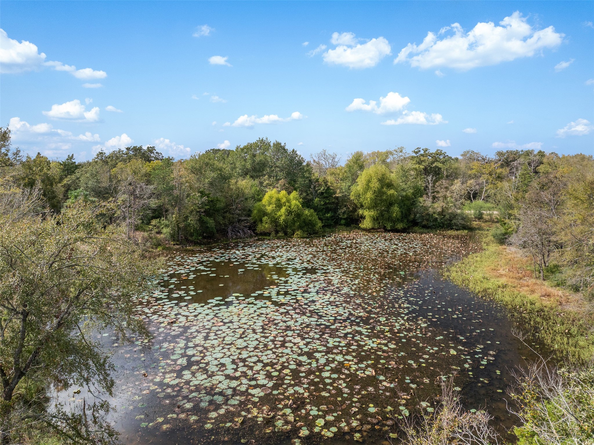 0 Pond Road Franklin, TX 77856 - Photo 5 of 17 a view of a forest with trees in the background