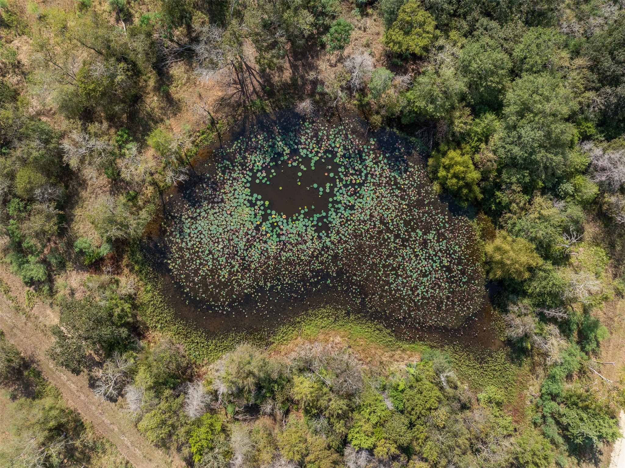 0 Pond Road Franklin, TX 77856 - Photo 8 of 17 a view of a yard with a tree
