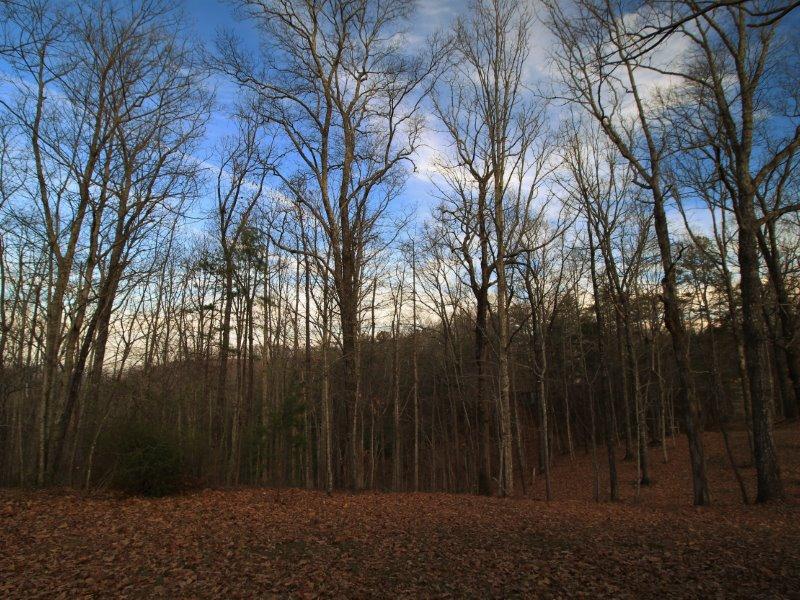 420 Pond Ridge Road Tellico Plains, TN 37385 - Photo 8 of 40 IMG_4756