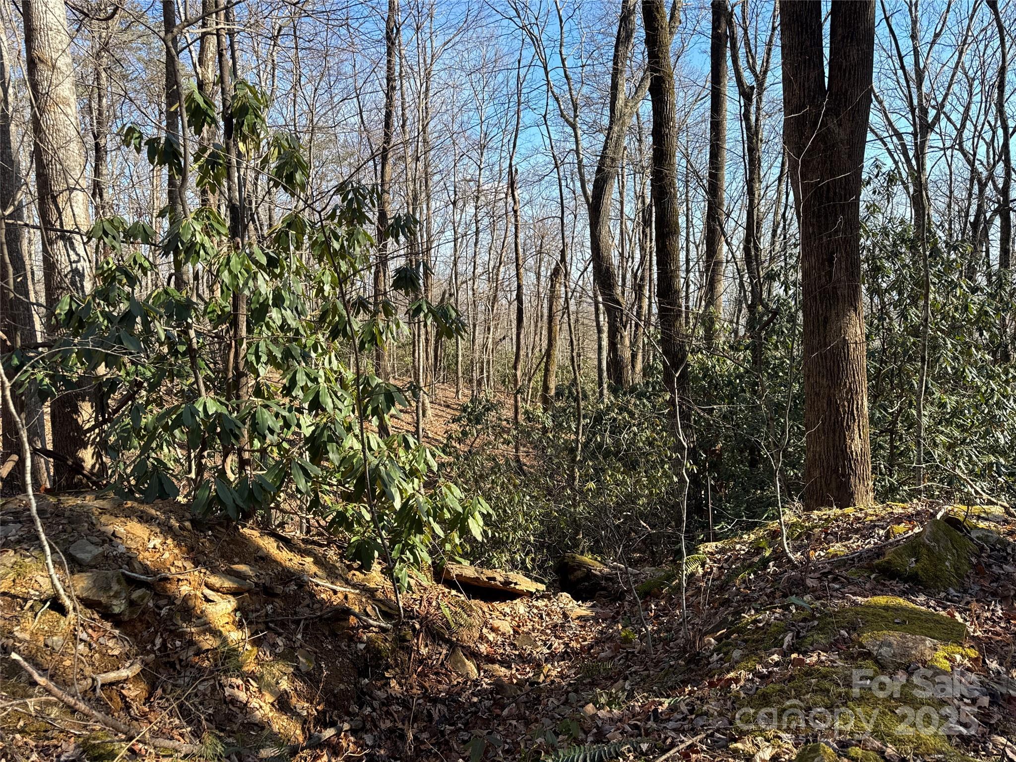 0 Judes Gap Road, Unit 2 Mill Spring, NC 28756 - Photo 4 of 5 a view of a yard with a tree