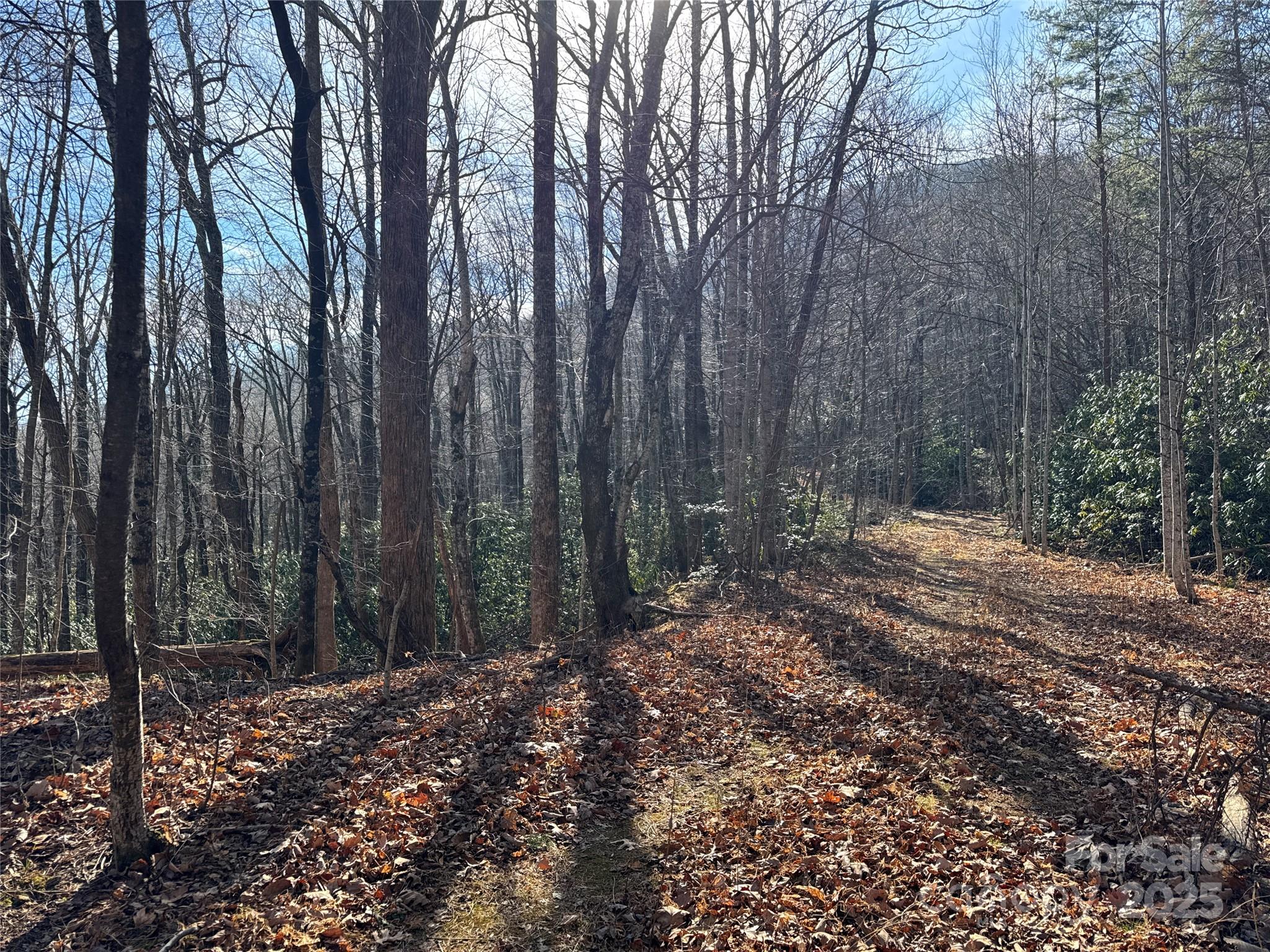 0 Judes Gap Road, Unit 2 Mill Spring, NC 28756 - Photo 5 of 5 a view of backyard with tree