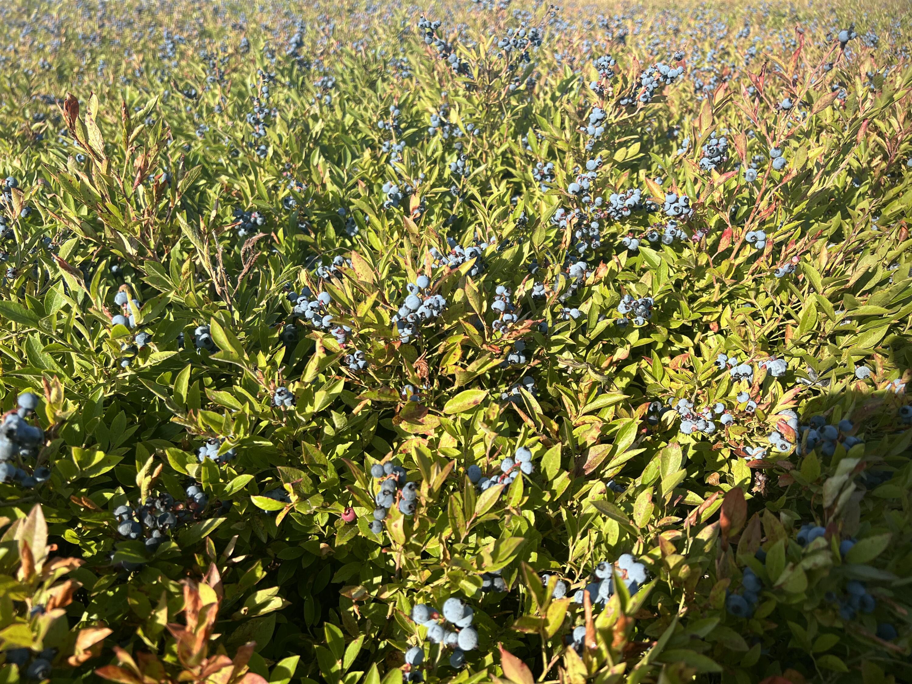 1287 Mason Bay Road Jonesport, ME 04649 - Photo 2 of 10 IMG_6153