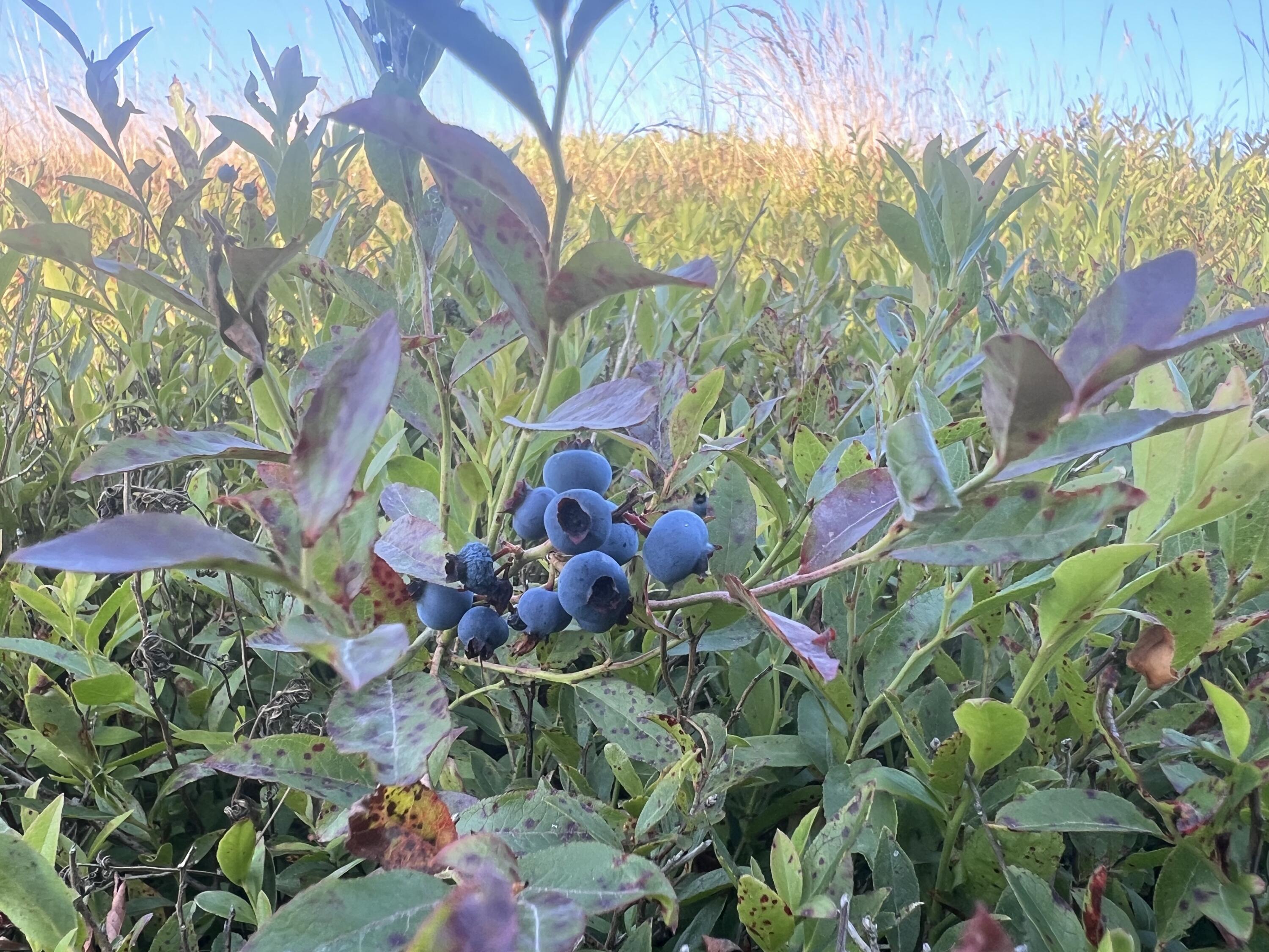 1287 Mason Bay Road Jonesport, ME 04649 - Photo 10 of 10 IMG_6151