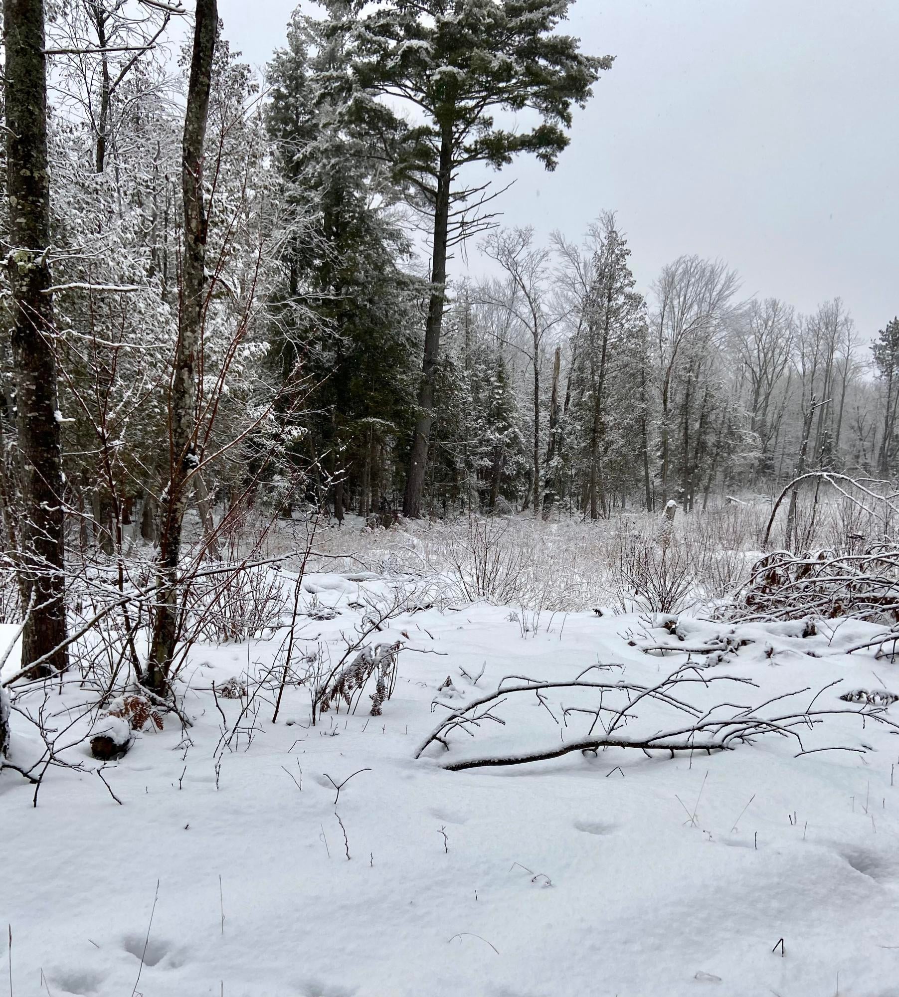 0 East 23 Mile Road Pickford, MI 49774 - Photo 6 of 6 Gallery Image 6