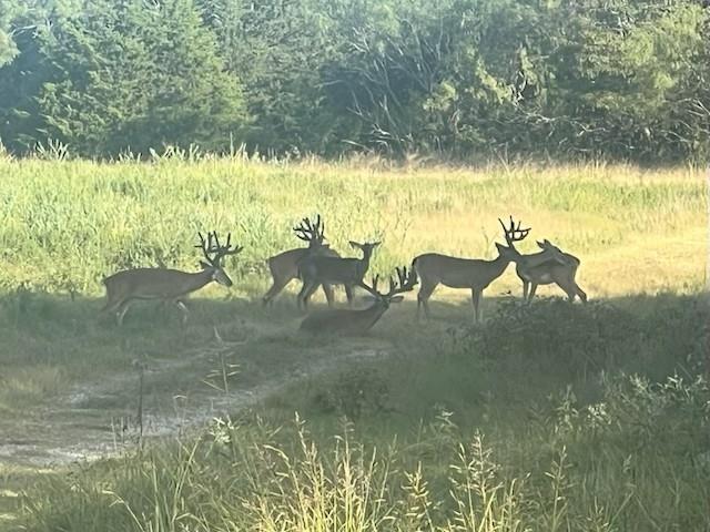 7304 Shady Lane Scurry, TX 75158 - Photo 2 of 40 View of nature