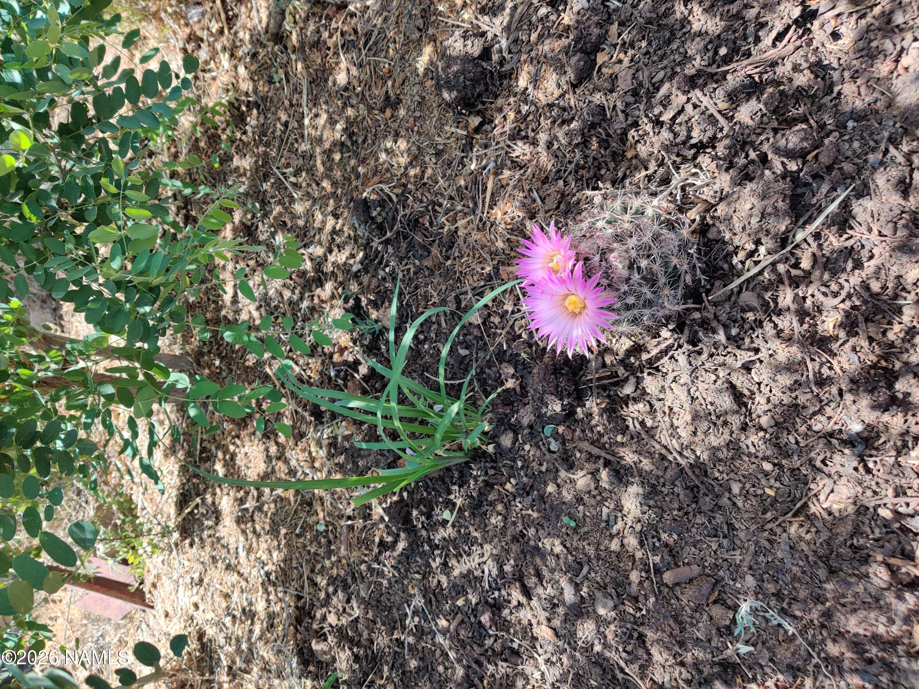 28465 Ringtail Road Flagstaff, AZ 86004 - Photo 21 of 66 IMG_20240619_134614