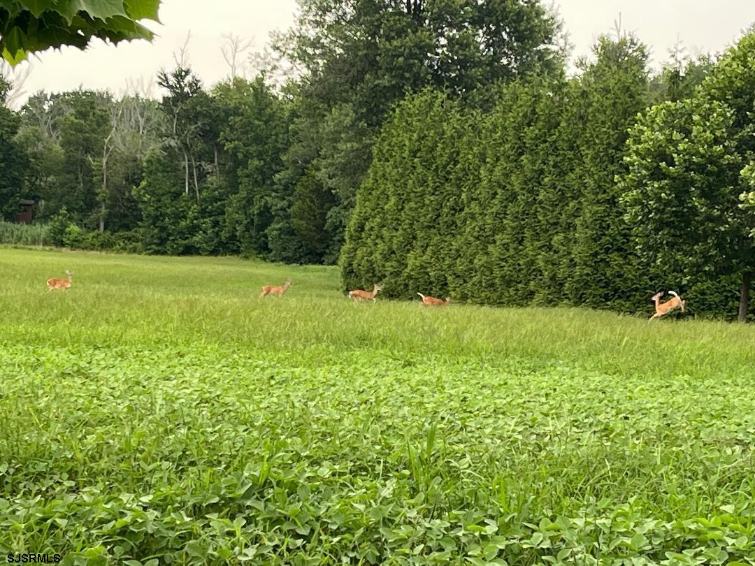 36 Cream Ridge Road Salem, NJ 08079 - Photo 48 of 53