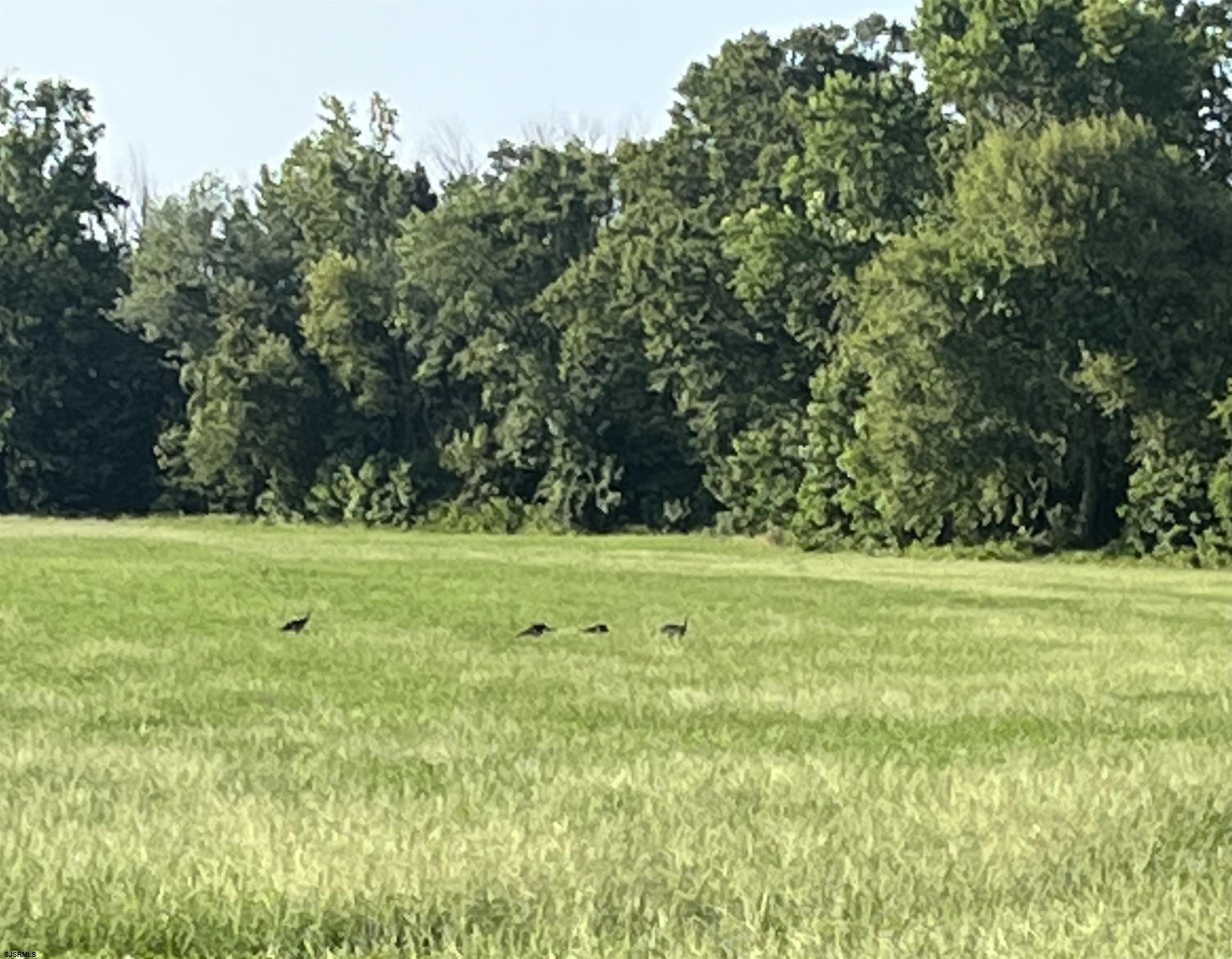36 Cream Ridge Road Salem, NJ 08079 - Photo 49 of 53 a view of field with trees in the background
