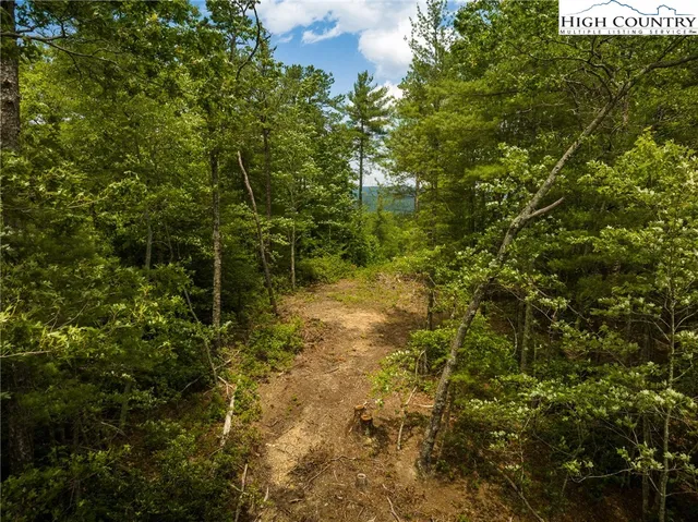 a view of a bunch of trees