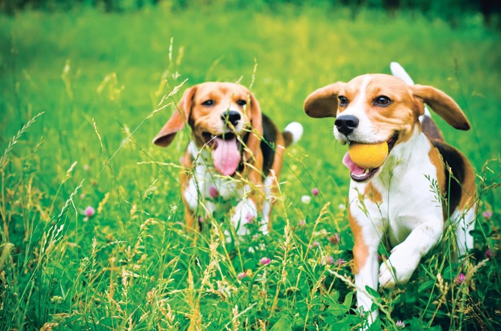 27 Barnes Boulevard, Unit 13 Hudson, MA 01749 - Photo 12 of 12 a close up of a white flower in a garden