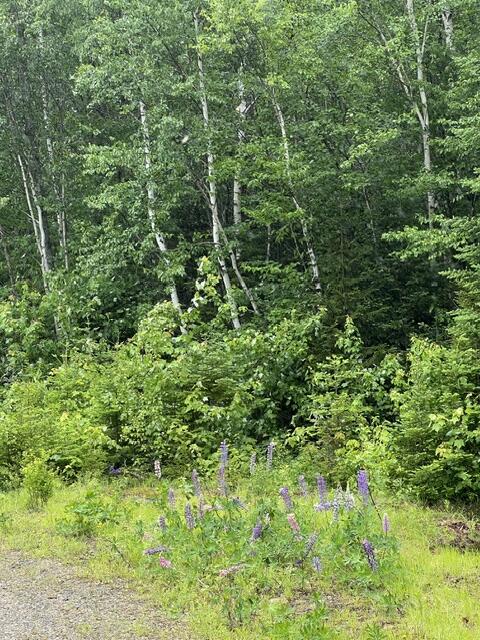 Map004-030 Ermine Road Sandy River Plt, ME 04970 - Photo 15 of 15 In the Woods!