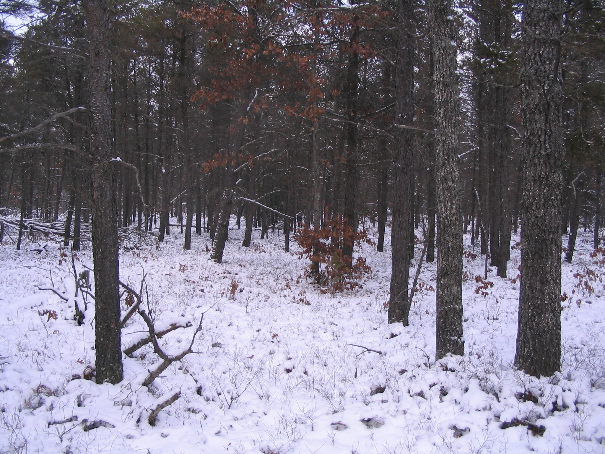 1 Rustic Lane Grayling, MI 49738 - Photo 5 of 6 Gallery Image 5
