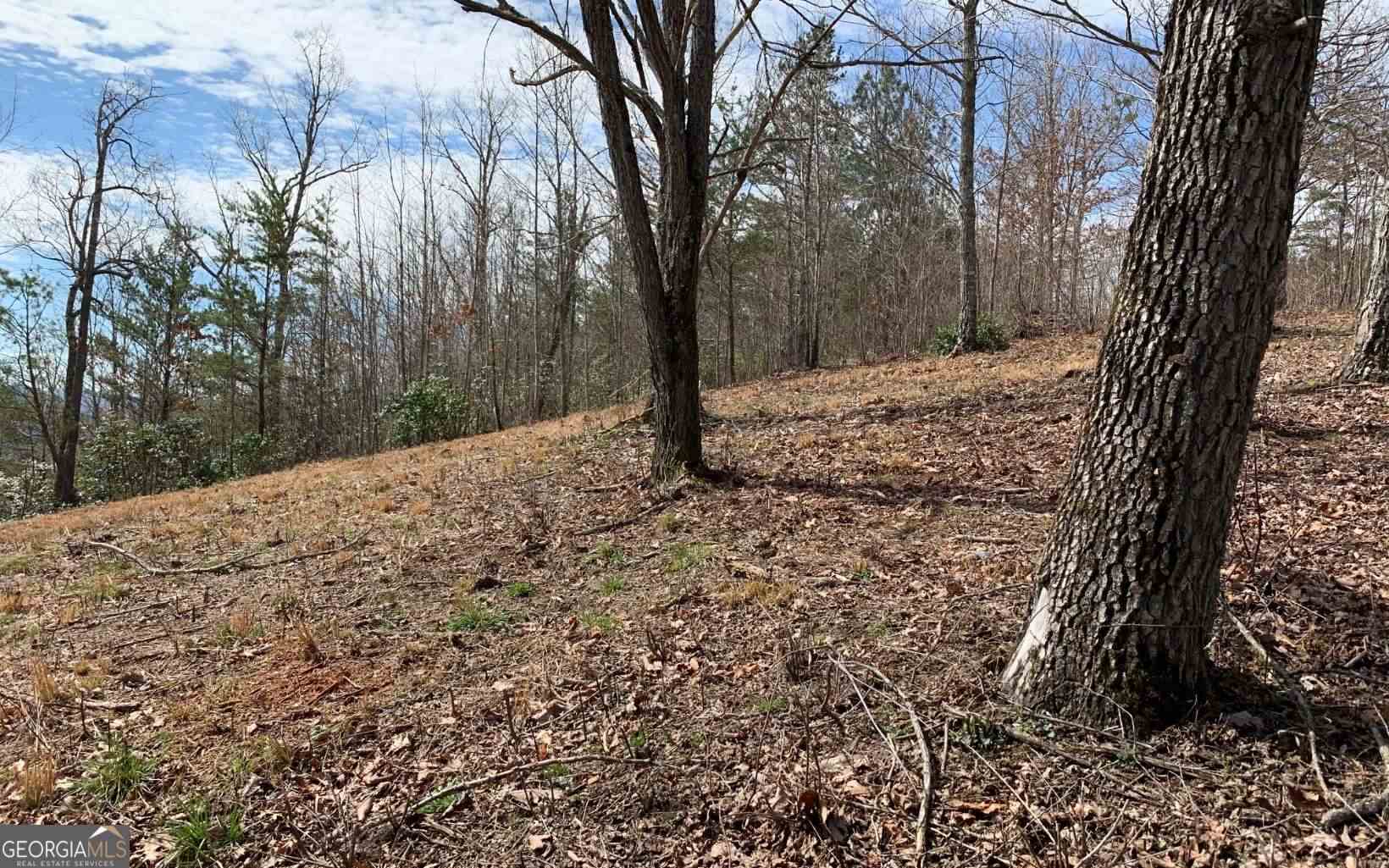 Lot 42 Dan Knob Hayesville, NC 28904 - Photo 11 of 19 a view of a forest filled with trees