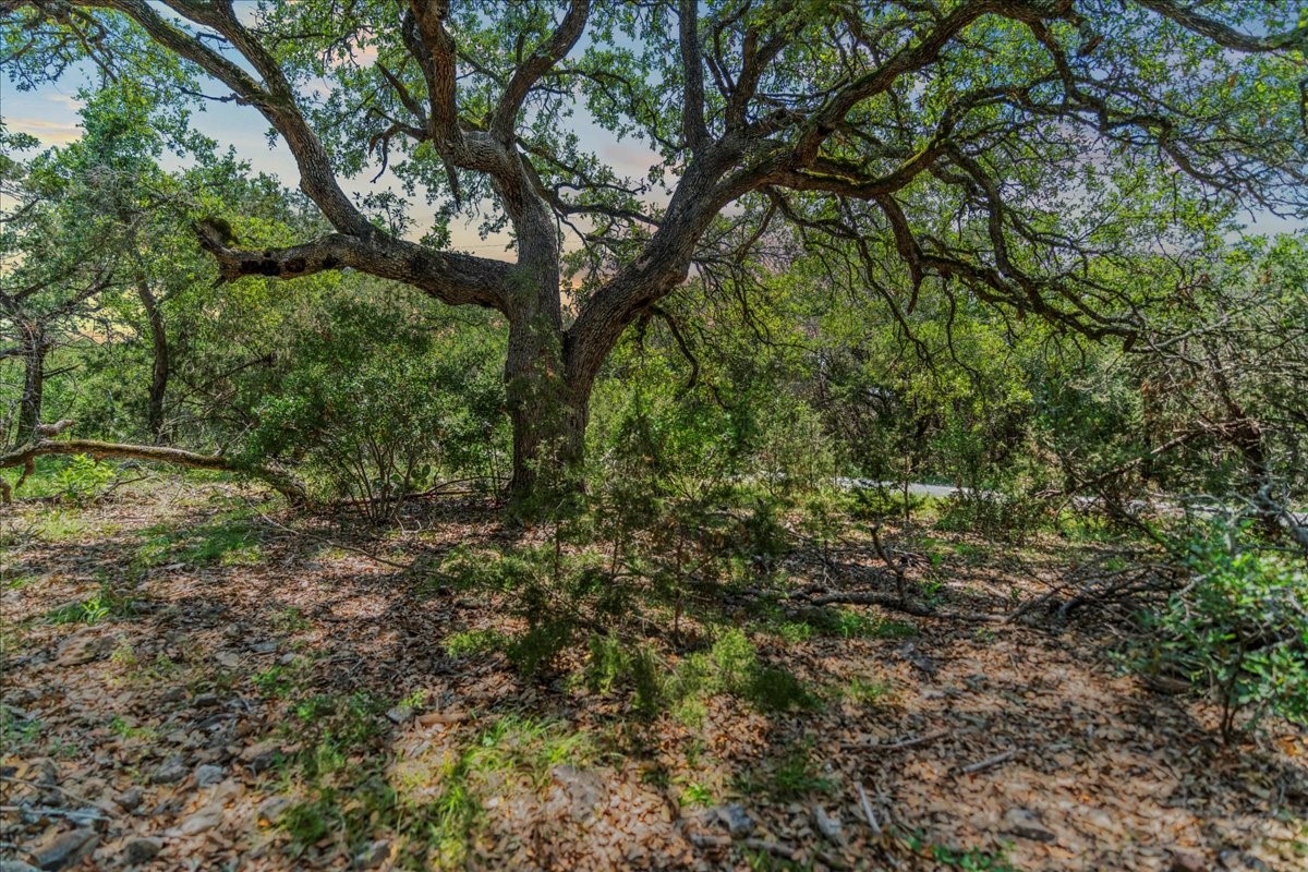 1001 Bluff View Road Wimberley, TX 78676 - Photo 2 of 15 a view of a yard with a tree