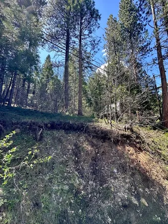 a wooden bench with trees in the background