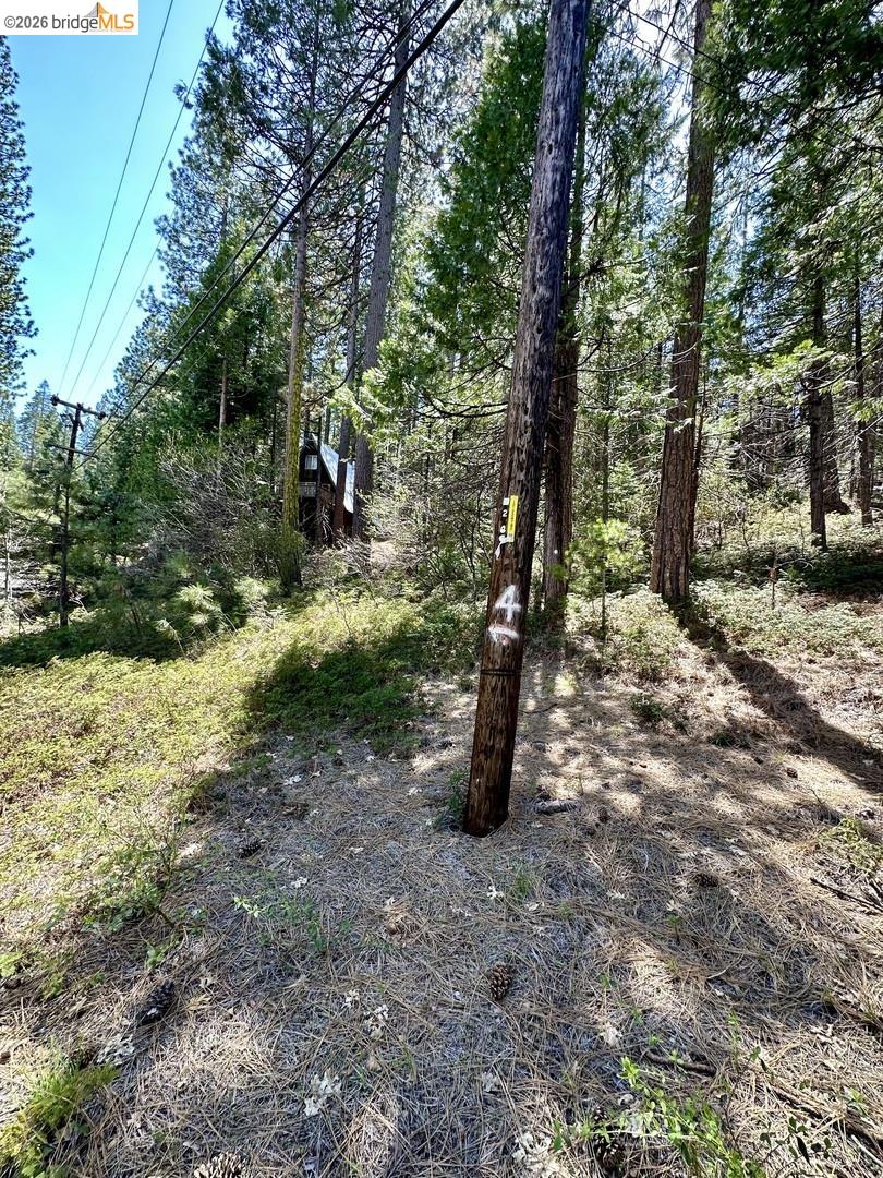 25352 Rebekah Road Long Barn, CA 95335 - Photo 17 of 17 a view of a forest with trees