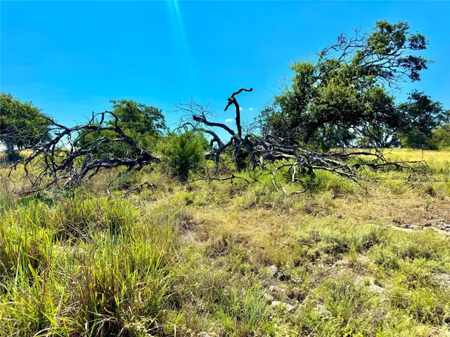 a view of a plant in a garden