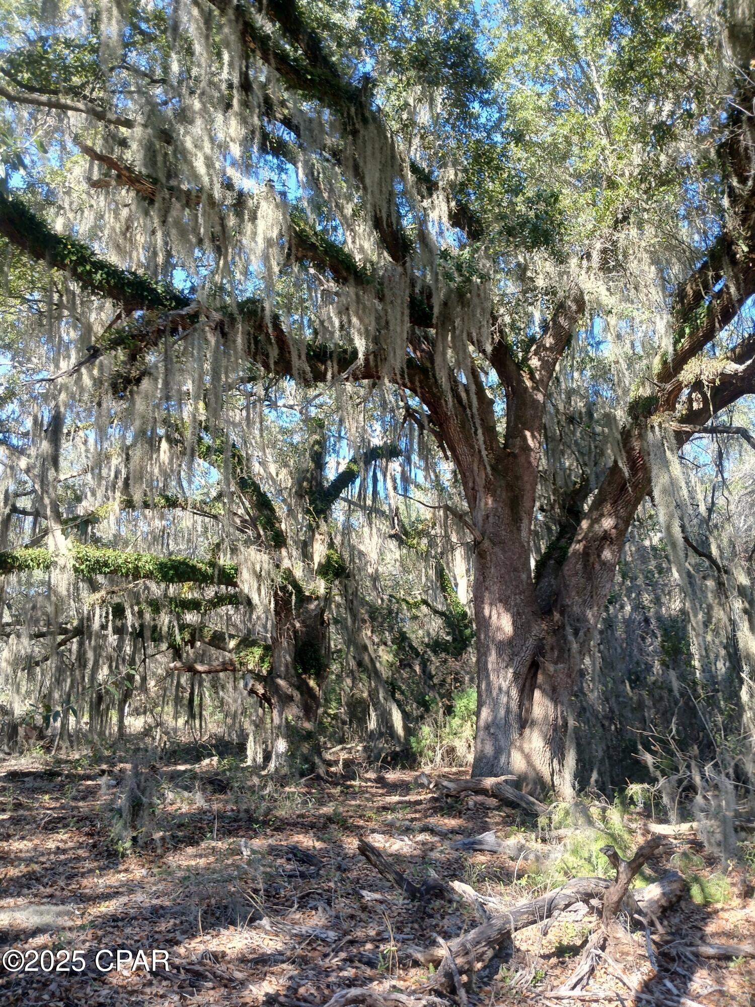 Tbd Wolf Pond Road Bascom, FL 32423 - Photo 4 of 5