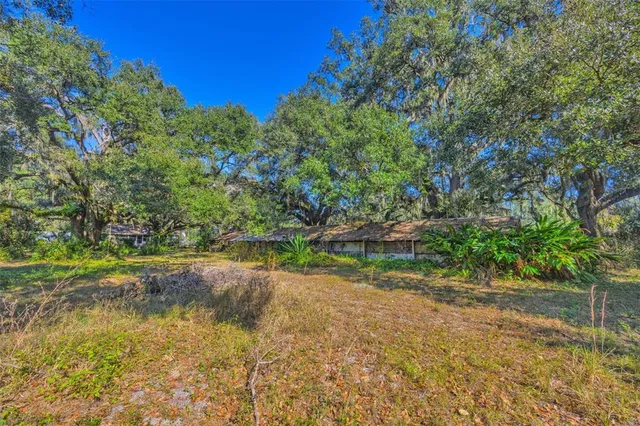 a view of a yard with plants and large trees